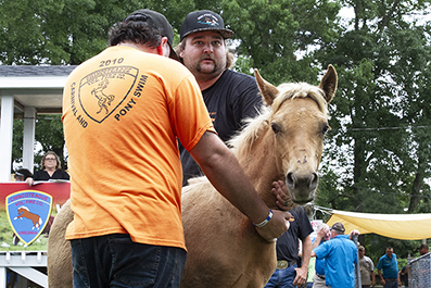 Chincoteague Wild Ponies : Personal Photo Projects : Photos : Richard Moore : Photographer